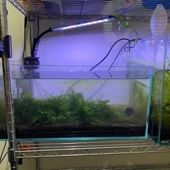 ドジョウ　45cmフレームレス水槽　の画像