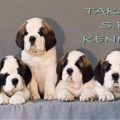 ブリーディング・飼育スタッフ募集！未経験者もOK！