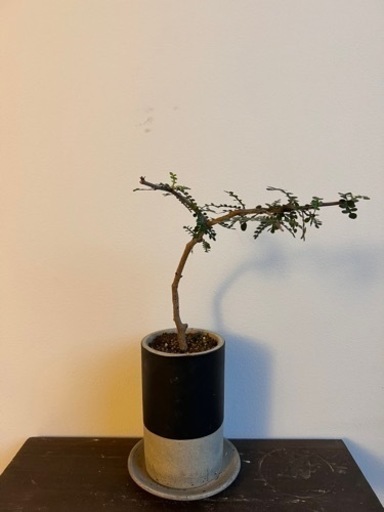 【観葉植物・希少】オペルクリカリア・デカリー （挿し木三年物）樹高約20cm