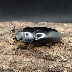 ネパールコクワガタ（ネパレンシス）♂♀ペア②の画像