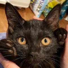 甘えん坊黒猫くん