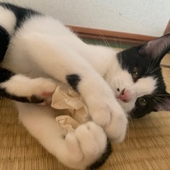 白黒ハチワレ5ヶ月女の子
