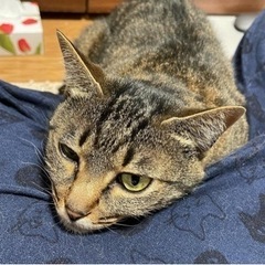 見つかりました！
