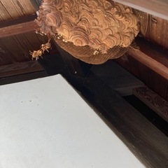 蜂の巣駆除は‼️‼️