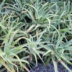 大好評　ガーデニング　万能植物　キダチアロエ　残り少なくなりました。の画像