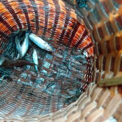 竹細工でわなを作って川魚を捕ろう。伝統的漁法の画像