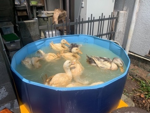 アヒル販売しています！オス1羽10000円〜 (bird28 ) 別府