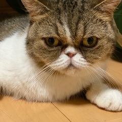 ブサ可愛い　エキゾチック(決定致しました)