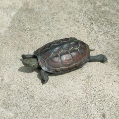 クサガメをもらっていただける方を探しています