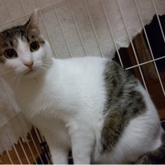 ビッグな猫さんがお好みの方❤️