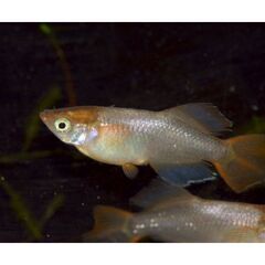 琥珀ヒカリメダカ、楊貴妃ヒカリメダカの針子・稚魚の画像