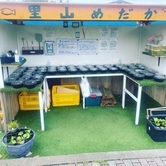 里山公園前　めだかの無人販売所　里山メダカ　8月26日出店情報