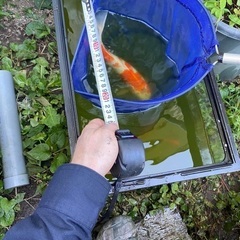 鯉と金魚