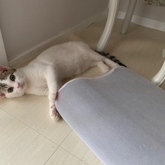 子猫ちゃん美人お顔の猫ちゃん