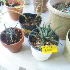 植木色々売ります🌿の画像