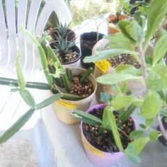 植木色々売ります🌿の画像