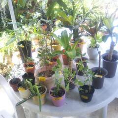 植木色々売ります🌿