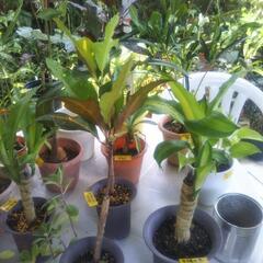 植木色々売ります🌿の画像