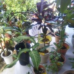 植木色々売ります🌿の画像