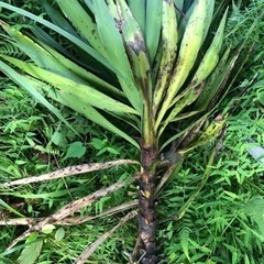 観葉植物 幸福の木 ドラセナ ② 約170cm サボテンの画像