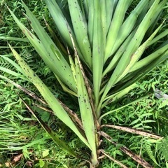 観葉植物 幸福の木 ドラセナ ② 約170cm サボテンの画像