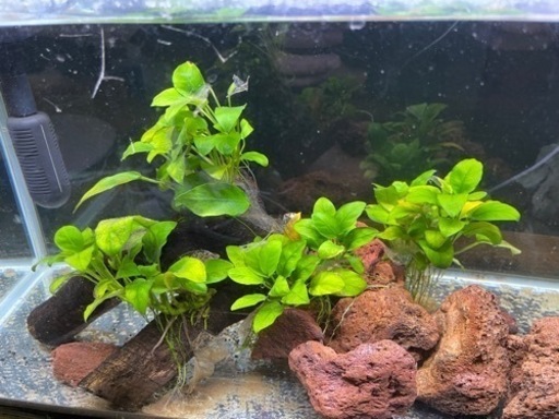 60cm水槽セット
