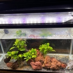 60cm水槽セット