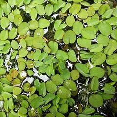 🌟水草サルビニア・ミニマ🌟めだかの水槽用