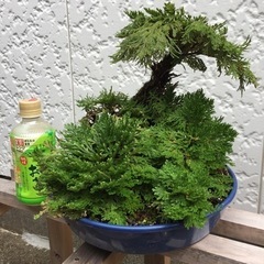 イワヒバ　岩マツ