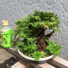 イワヒバ　岩松