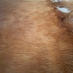 カウラグの画像