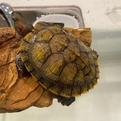 ミドリガメ里親募集