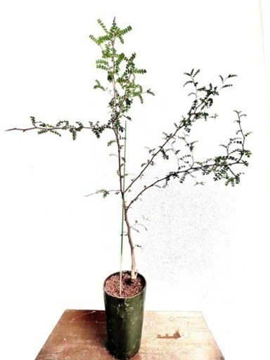 【観葉植物・希少種】65cm オペルクリカリア・デカリー （パワータンク付き大型／根挿し、三年もの）