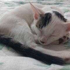 子猫の里親募集中