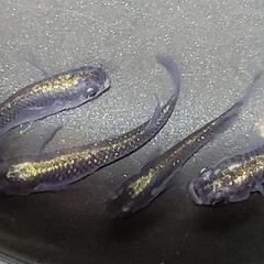 古龍ロゼ オス3メス1 現物販売