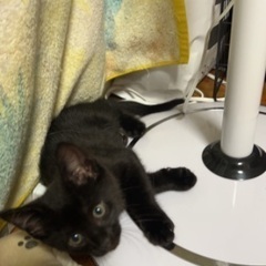 子猫譲ります