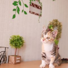 美人すぎる賢い三毛猫（2ヶ月）です
