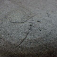 大皿　魚・海老紋　相馬正和　作 [Ｓ-14]の画像