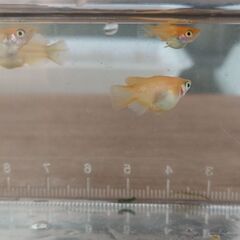 ダルマ🐟️半ダルマ🐟️