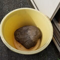 つけもの石の画像