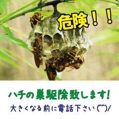 ハチの巣駆除承ります