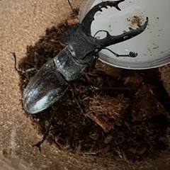 値下げ！　ミヤマクワガタの画像