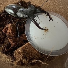 値下げ！　ミヤマクワガタの画像