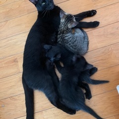 黒猫の仔猫、里親募集中！