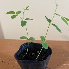 パタフライピーの苗木の画像