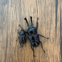 68mmニジイロクワガタ紫紺幼虫