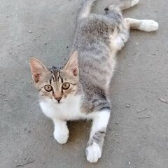 可愛い子猫の里親様を募集します。9月8日写真追加
