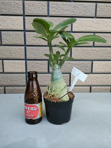 アデニウム①