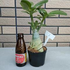 アデニウム①