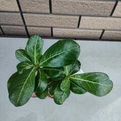 アデニウム①の画像